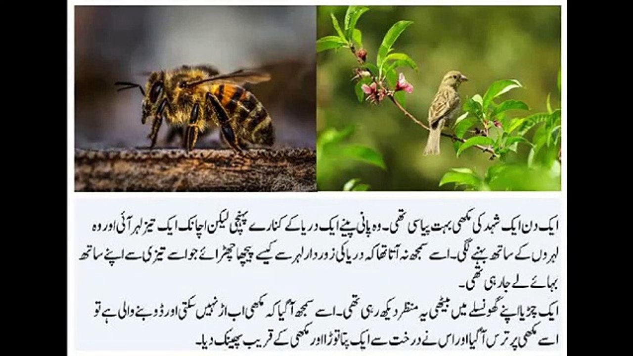 Neki ka badla sirf neki hota hay – True Story