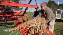 Le soutien de l'association Graines de Noé aux paysans qui cultivent de vieilles variétés de blé et de céréales