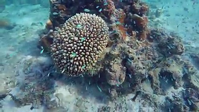 The Blue Green Damsel Fish (Chromis Viridis) is native to the coral reef systems of the Indo-Pacific Oceans. They live in large shoals of up to one thousand me