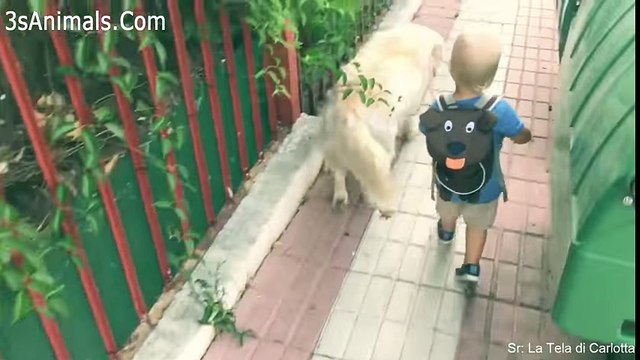 Funny Dogs and Babies are Best Friends Cute Babies and Pets Video Compilation