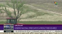 Gobierno de Uruguay ofrece apoyo a productores de arroz
