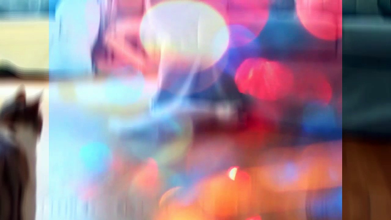 kucing Anggora , angora cat (kucing terpopuler di indonesia)