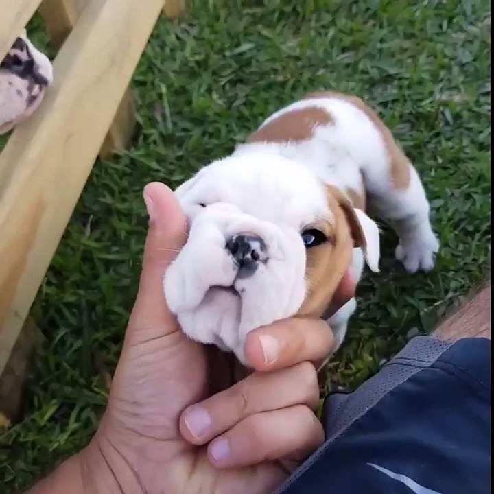 dog fun