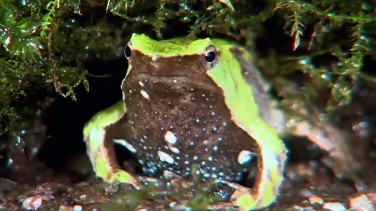 Filhotes Selvagens - Filhotes Durões