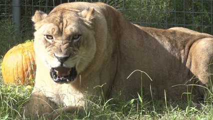 Lions Are NOT Pets!