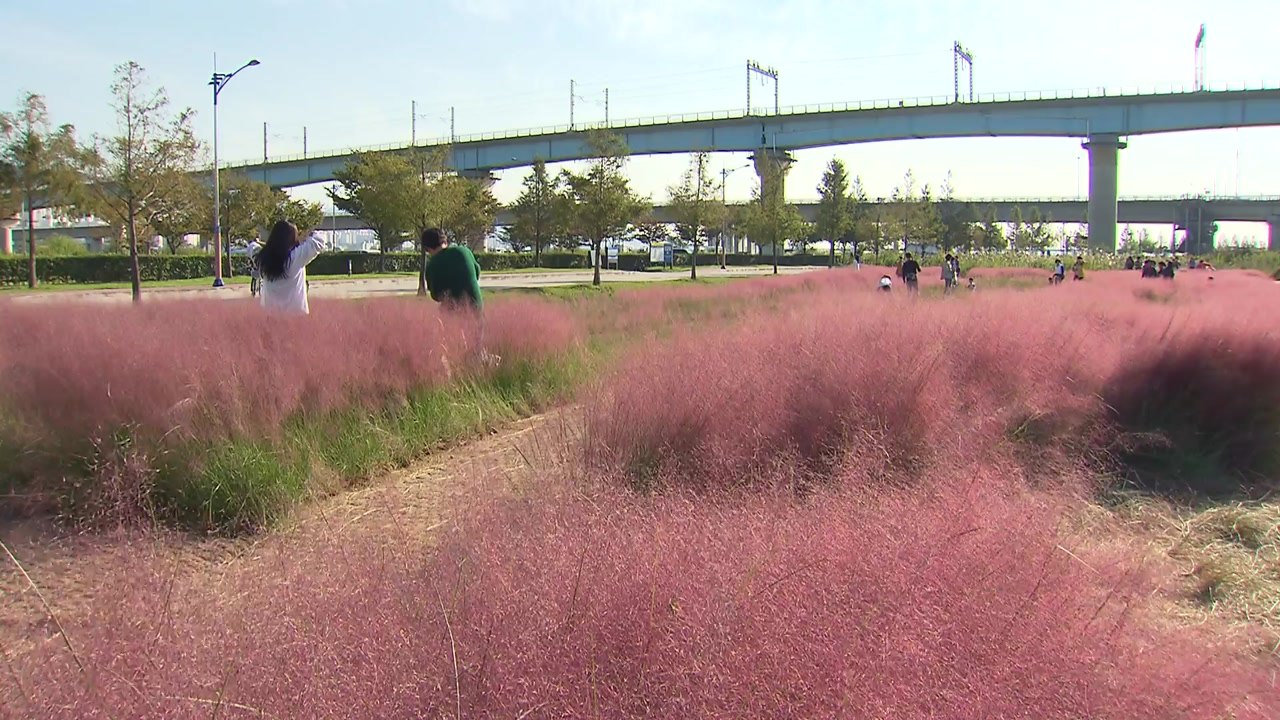가을 깊어가는 낙동강...사진 나들이 인기 / YTN
