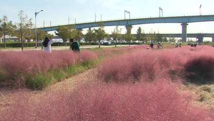 가을 깊어가는 낙동강...사진 나들이 인기 / YTN