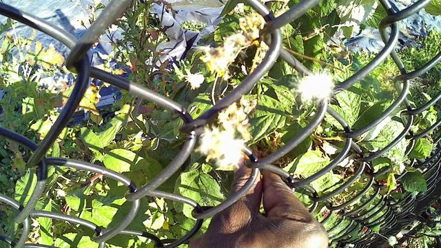 Urban Pilgrimage Shrine of Our Lady of Sorrows, Chicago, Ep2- Feast of Our Lady Of Sorrows