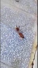Un frelon s'en prend à une blatte mais attendez la fin. Dingue...