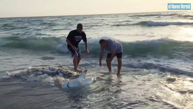 2 hommes tentent de sauver un requin échoué sur la plage