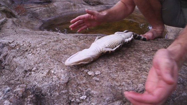 Comment endormir un alligator... Joli