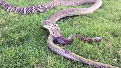 Un serpent gobe un autre serpent en entier