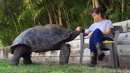 Descargar video: Elle a pour animal de compagnie  une tortue géante qui adore les calins