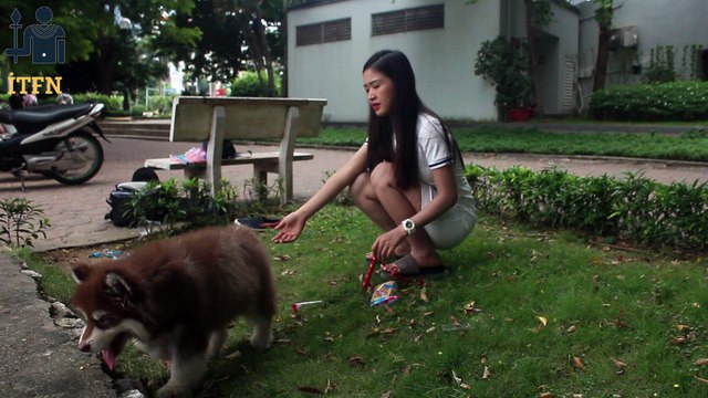 [SUPER] Lovely Smart Girl Playing Baby Cute Group Dogs | How To Play With Puppy Dog & Pet | ITFN