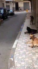 الناظوريون يشتكون من الانتشار المهول لحجافل الكلاب الضالة على مرأى السلطات المحلية