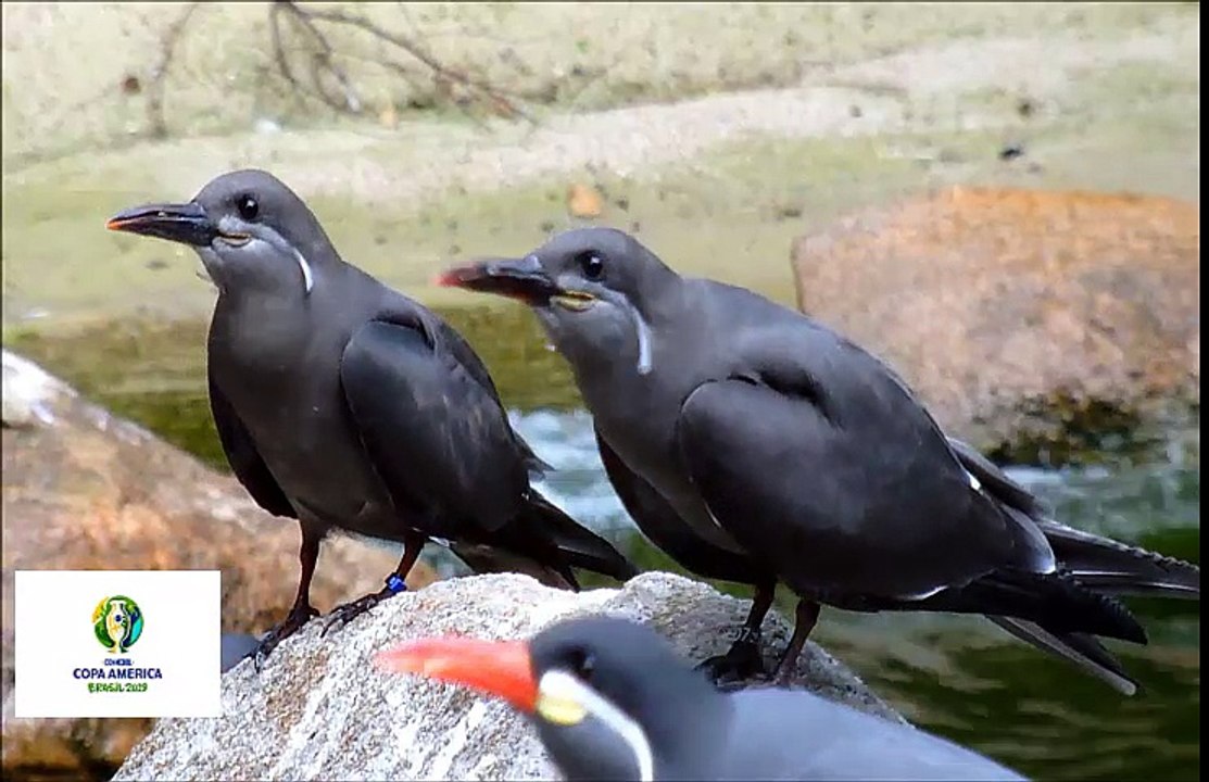 El 24 de enero en Río de Janeiro (Brasil) se celebrará el sorteo de la Copa América Brasil 2019