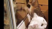 Kitten just can’t stop dancing when she sees her reflection!