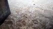 【Video】Due to heavy rains the Mahanadi River is overflowing in the Cuttack District of Odisha, India. In an attempt to cross the river, eight elephants were spo