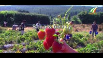 Strawberry Sunday by Irish Musician Sean Olohan & Jackie Olohan by Ivision Ireland | Martin Varghese
