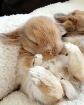 Un bébé lapin s'étire les pattes / A baby rabbit stretches its legs
