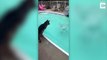 Un chien sauve une fille dans une piscine / A dog rescues a girl in a swimming pool
