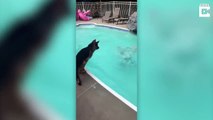 Un chien sauve une fille dans une piscine