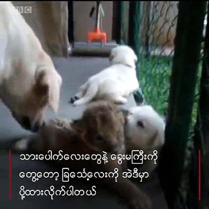 ျခေသၤ့ေလးကို ေခြးေပါက္ေလးေတြနဲ႔အတူ ႏို႔စို႔ခြင့္ေပးသူ ျခေသၤ့မႀကီးက ႏို႔မတိုက္လို႔  ပစ္ထားတဲ့ ျခေသၤ့ေပါက္ေလးကို ဘယ္သူက ကယ္လိုက္တာပါလဲ။#ဘီဘီစီျမန္မာပိုင္း #ျခ