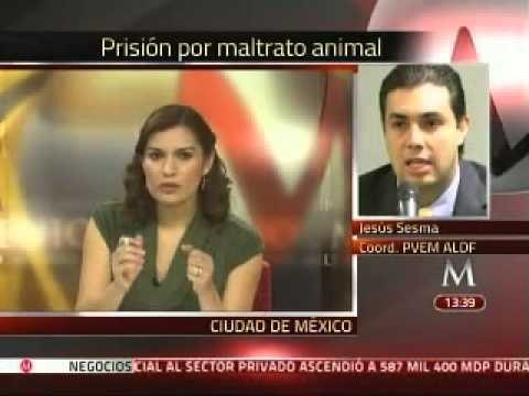 Corrida de toros y peleas de gallos libran cárcel