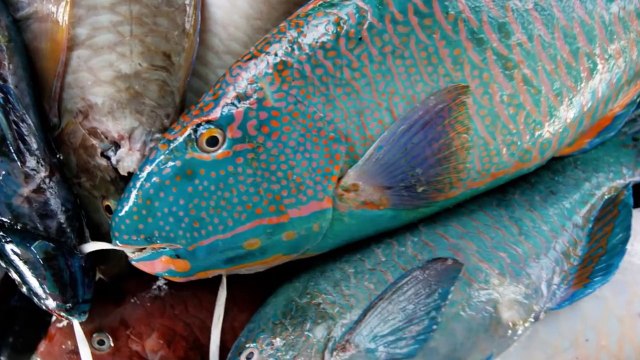 Machli Halal Kese Hai- Hazrat Ali RA Ke Mutabiq - Fish is Halal or Haram- - Tubelight