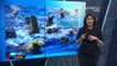 Aktivis Larang Turis Berenang dengan Singa Laut