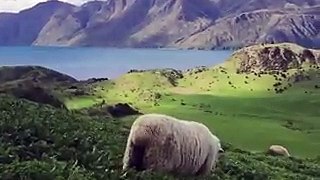 Kad poludiš i odeš na Novi Zeland da čuvaš ovce. ⛰