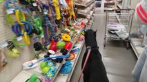 Doberman Picks Out His Own Treat and Brings it to the Cashier