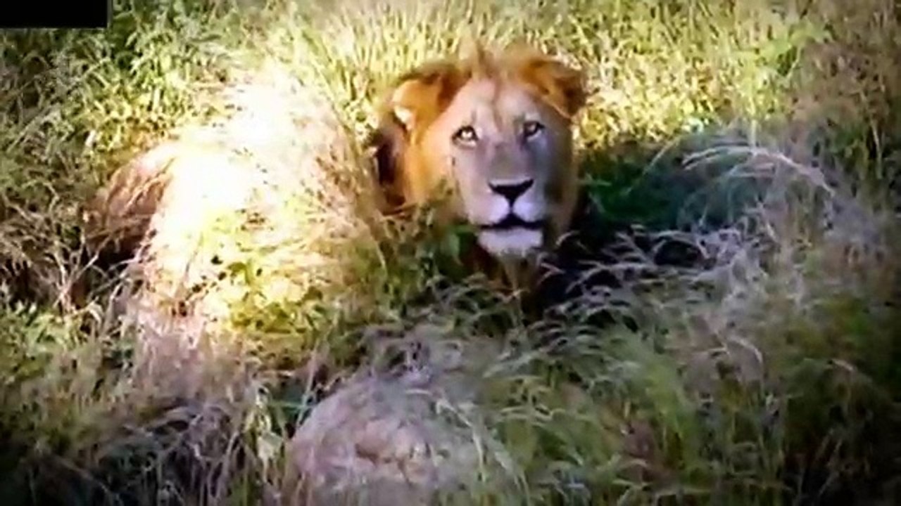 Powerful Lion Attack Hunting Achary Lion Attack