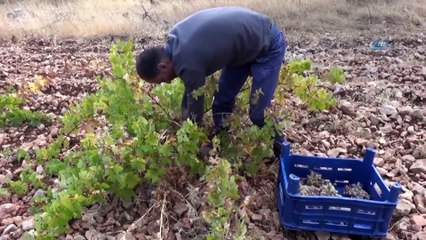Gercüş’te üzümden pekmez, pestil ve sucuk yaparak kışa hazırlanıyorlar