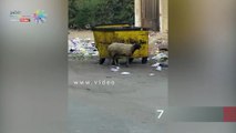 قارئ يشكو انتشار القمامة والأغنام أمام مدرسة فى 6 أكتوبر