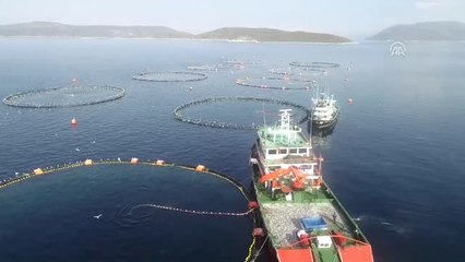 Deniz Rençperleri"Nin Ömrü Su Altında Geçiyor