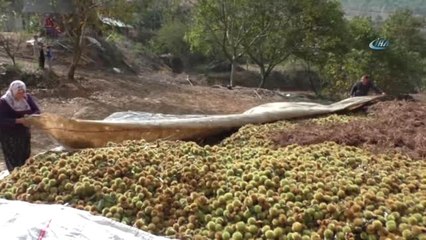 500 TL'ye Varan Yevmiyeler Kestane Üreticisinin Belini Büküyor