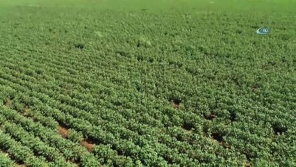 Bilinçsiz İlaçlama Balda Verimi Düşürdü