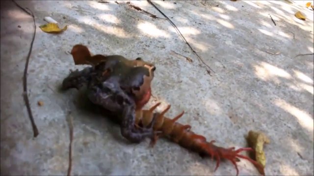 Un crapaud face à un mille-pattes géant... Impressionnant