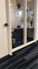 Office dog just wants to play fetch, but everyone is too busy working. - aww