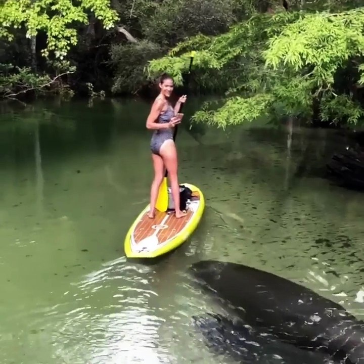 Mother and calf Manatees swimming close to a paddle boarder