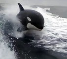 Wakesurfing orcas