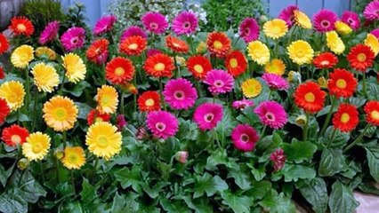 ازهار و ورود جميلة| Beautiful flowers and roses