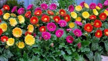 ازهار و ورود جميلة| Beautiful flowers and roses