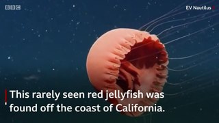 Rarely seen red jellyfish spotted in deep water