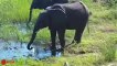 Amazing Elephant Save Baby Elephant From Crocodile Hunting - Animals Hunting Fail - YouTube