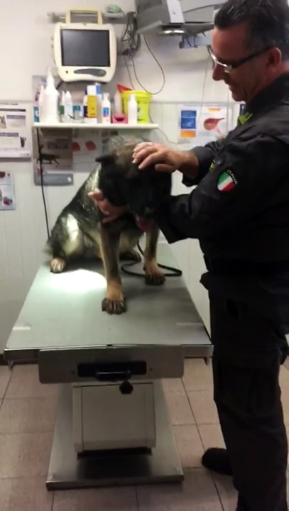 Military dog’s coping mechanism