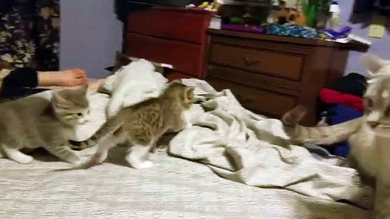 5 week old kitten vs daddy cat