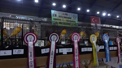 Kanarya Güzellik Yarışması" - Balıkesir