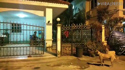 Python Caught Outside Family Home